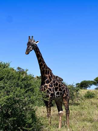 girafe dans un parc en Tanzanie