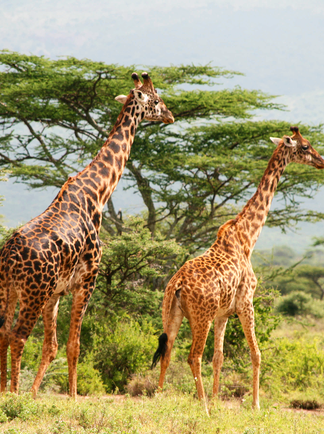 Girafes dans les parcs de Tanzanie