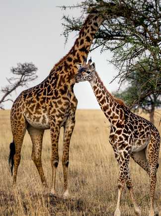 Girafes dans une réserve naturelle en Tanzanie