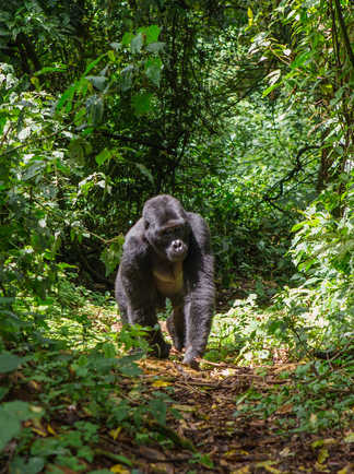 Gorille marchant dans la forêt en Ouganda