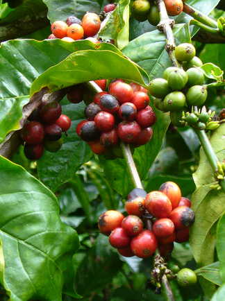 Graines de café, Indonésie