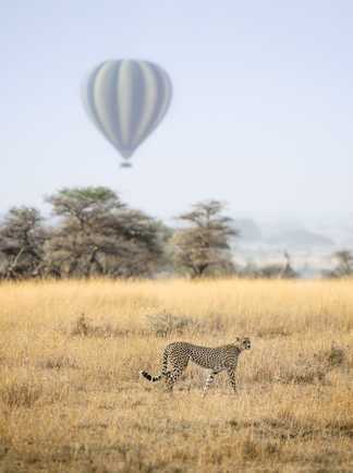 Guépard dans la brousse avec une montgolfière en fond en Tanzanie
