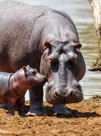Hippopotames au Kenya