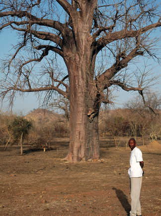 Homme devant un arbre au Bénin