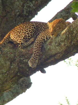 Jaguar sur un arbre à saucisse dans le parc du Serengeti en Tanzanie
