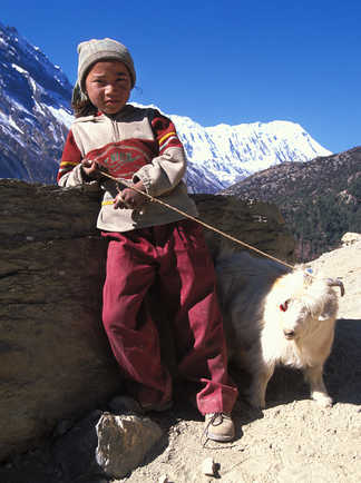 jeune fille et sa chèvre au Annapurna au Népal