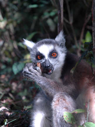 Lémurien à Madagascar