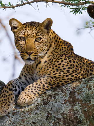 Léopard dans un arbre dans le parc du Serengeti en Tanzanie