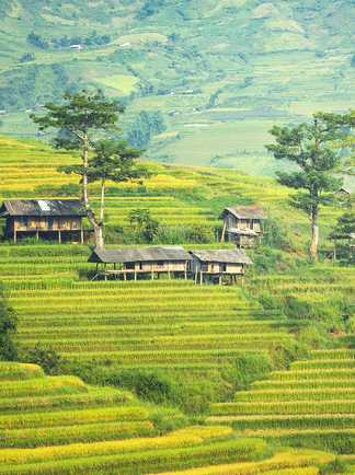 Les rizières en terrasses du nord Vietnam