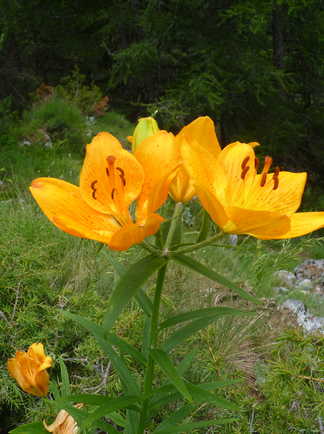 Lilium bulbiferum, fleur à Mercantour dans les Alpes du Sud en France