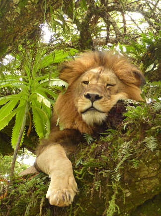 Lion flegmatique sur son arbre dans le Ngorongoro