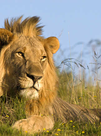 Lion mâle dans le Serengeti en tanzanie