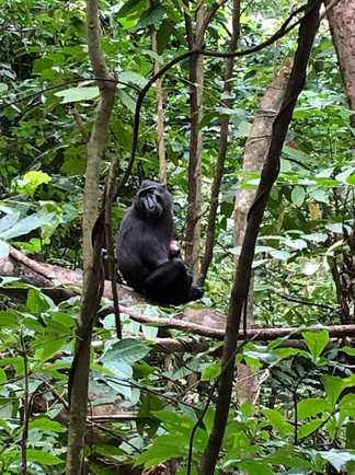 Macaque noir, Parc National de Tangkoko, Sulawesi, Indonésie