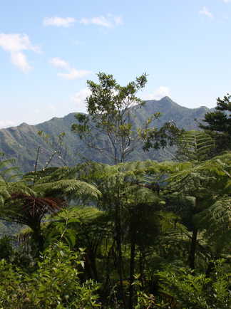 montagnes verdoyantes de la Sierra Maestra