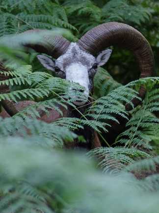GR20 - mouflon