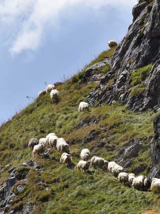 Moutons dans les Hautes Pyrénées lors d'un trek en refuge