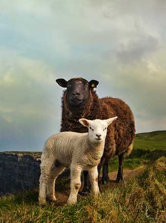 Moutons en bord de falaise, Burren
