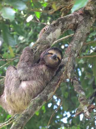 observation animalière d'un paresseux au Costa Rica