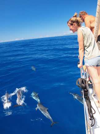 Excursion d'observation des dauphins aux Açores