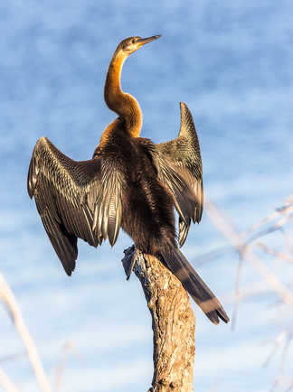 Oiseau, Namibie