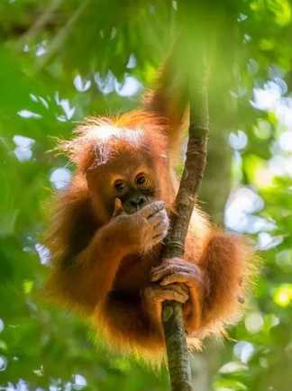Orang-outan dans une forêt de Sumatra