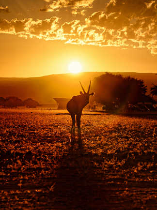 Oryx à Sossusvlei