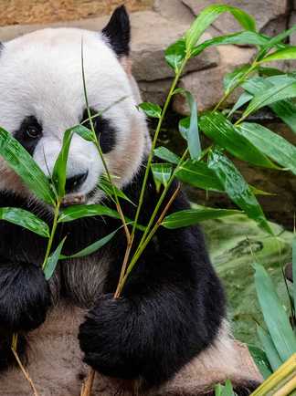 Panda au Tibet