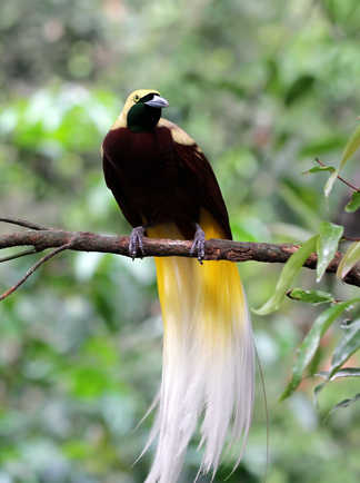 Paradisier ou oiseau du paradis en Papouasie