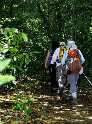 Petit groupe de randonneurs dans la forêt au Costa Rica