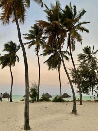 Plage au coucher de soleil peuplée de palmier à Zanzibar