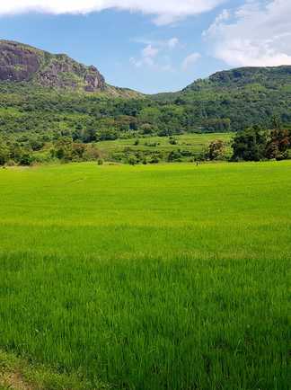 plaine devant Manigala au Sri Lanka