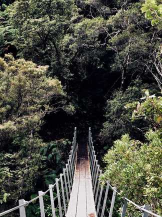 Pont suspendu aux alentours de Coromandel