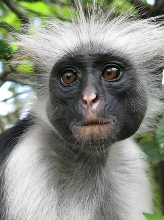 Portrait d'un singe Colobe rouge à Zanzibar en Tanzanie