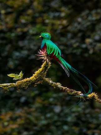 Quetzal resplendissant - Costa Rica