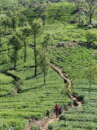Randonnée sur les plantations de thé au Sri lanka
