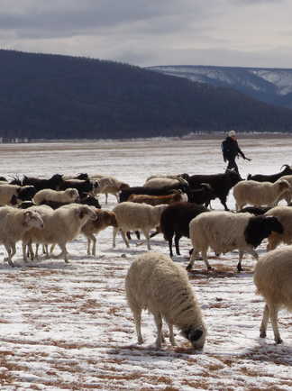 Randonneur avec la transhumance des  moutons