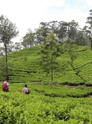 Randonneurs dans les plantations de thé au Sri Lanka