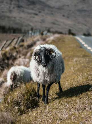 Road trip en Irlande, Moutons