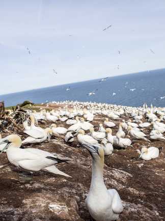 Site de nidification de la colonie de fous de Bassan sur l'île Bonaventure en Gaspésie