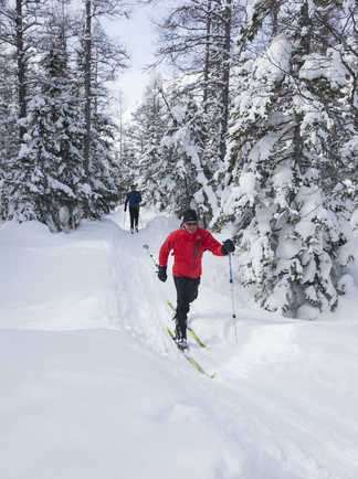 Ski de fond  dans les forêts enneigées du Québec