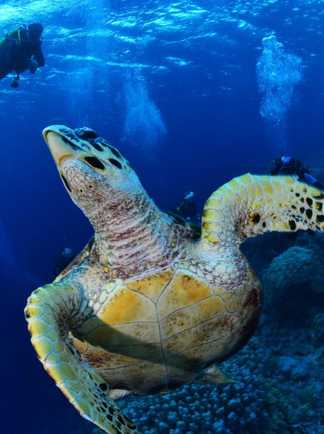 Tortue imbriquée et plongeurs en Mer Rouge