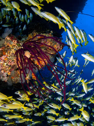 Tourbillon de poissons éclatants et récifs multicolores : bienvenue aux Maldives