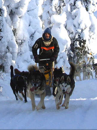 Traîneau à chiens, voyage en Laponie