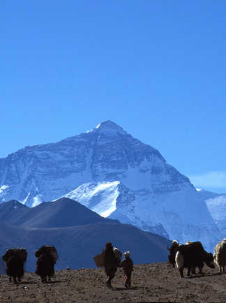 Troupeaux de yaks devant la face nord de l'Everest au Tibet