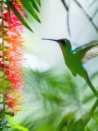Un colibri à Cuba