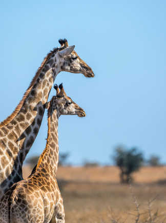 Un girafon et sa maman au Botswana