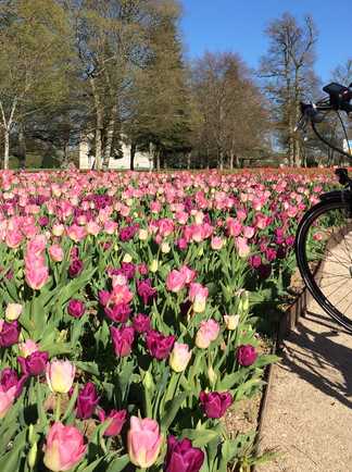 Vélo électrique devant le bandeau de tulipes à Cheverny