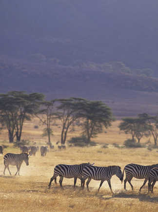 Zèbres dans la réserve du Ngorongoro en Tanzanie