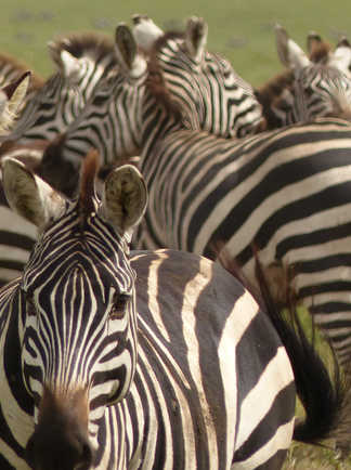 Zèbres dans l'aire du Ngorongoro