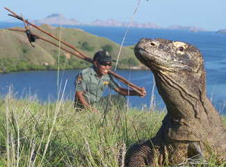 Dragon et Ranger dans le Parc National de Komodo, Flores, Indonésie